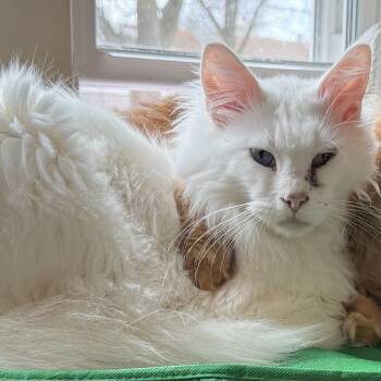 Lucky -  Maine Coon Cat for Adoption in Stoughton, Wisconsin - Lucky | PetCurious