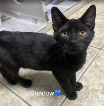 Rescue Domestic Short Hair Cats for Adoption in Peachtree City, Georgia - Shadow | PetCurious