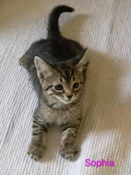Sophia -  Tabby Cat for Adoption in Orlando, Florida - Sophia | PetCurious