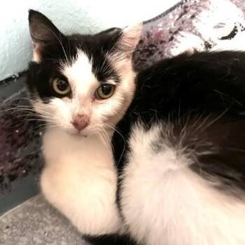 Dulce - Friendly but Feisty -  Tuxedo Cat for Adoption in Hoquiam, Washington - Dulce - Friendly But Feisty | PetCurious