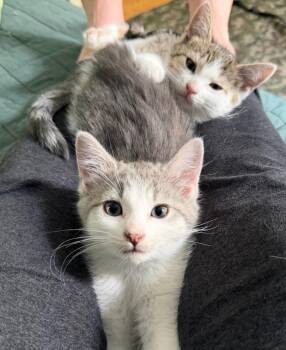 Greybe / Pat -  Domestic Short Hair Cat for Adoption in Minneapolis, Minnesota - Greybe / Pat | PetCurious