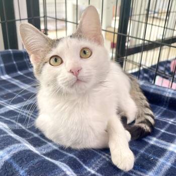 Domestic Short Hair Cats Available for Adoption in Riverwoods, Illinois - Mouserella | PetCurious