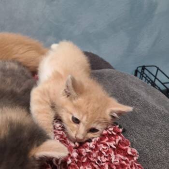 Ollie -  Domestic Short Hair Cat for Adoption in Layton, Utah - Ollie | PetCurious