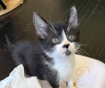 Domestic Short Hair and Tuxedo Cats Available for Adoption in Boca Raton, Florida - Jack McPhee (Dawson’s Creek) | PetCurious