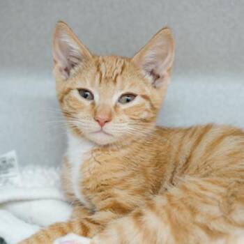 Thursday -  Domestic Short Hair Cat for Adoption in Atlanta, Georgia - Thursday | PetCurious