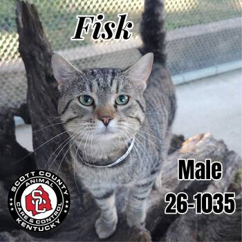 Fisk -  Domestic Short Hair Cat for Adoption in Georgetown, Kentucky - Fisk | PetCurious