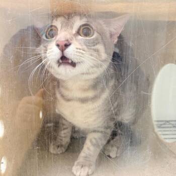 Domestic Short Hair Cats Available for Adoption in Philadelphia, Pennsylvania - Frisky | PetCurious