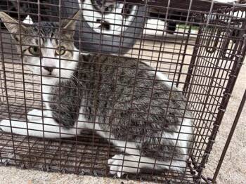 Domestic Short Hair Cats Available for Adoption in Houston, Texas - A654557 | PetCurious