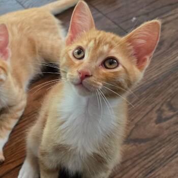 Romulus -  Domestic Short Hair Cat for Adoption in Kansas City, Missouri - Romulus | PetCurious