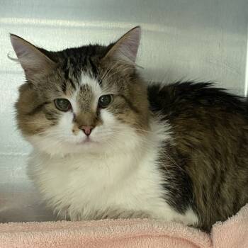 Rescue Domestic Long Hair Cats for Adoption in Auburn, Alabama - Sparks | PetCurious