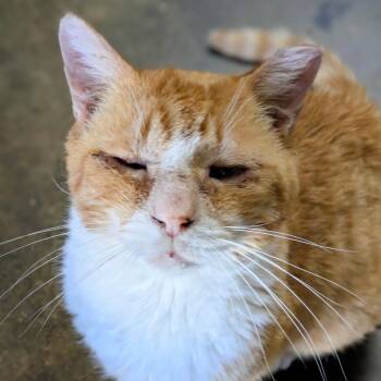 Marmalade -  Domestic Short Hair Cat for Adoption in Los Angeles, California - Marmalade | PetCurious
