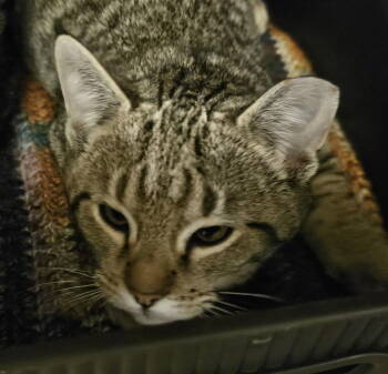 Rescue Manx and Domestic Short Hair Cats for Adoption in Evergreen, Colorado - Manfred | PetCurious