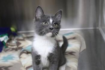 Domestic Short Hair Cats Available for Adoption in Brunswick, Georgia - BLT | PetCurious