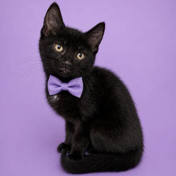 Potassium -  Domestic Short Hair Cat for Adoption in Binghamton, New York - Potassium | PetCurious