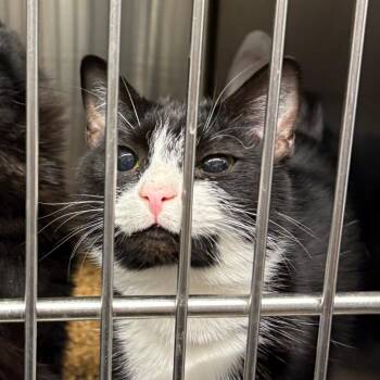 Domestic Short Hair Cats Available for Adoption in Morganton, North Carolina - Lita | PetCurious