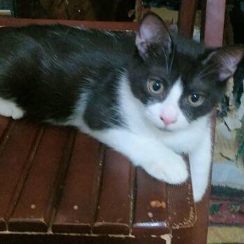 Hudson -  Domestic Short Hair Cat for Adoption in Brampton, Ontario - Hudson | PetCurious