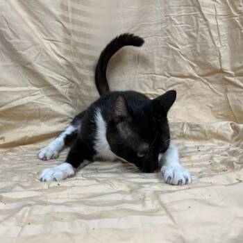 Macario -  Domestic Short Hair Cat for Adoption in Lyndhurst, Virginia - Macario | PetCurious
