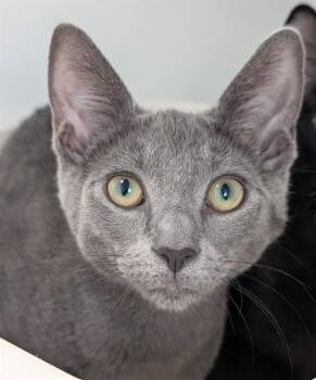 ROO -  Domestic Short Hair Cat for Adoption in Canfield, Ohio - ROO | PetCurious