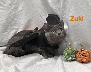 Zuki -  Domestic Short Hair Cat for Adoption in Whitewater, Wisconsin - Zuki | PetCurious