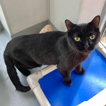 Domestic Short Hair Cats Available for Adoption in New Kensington, Pennsylvania - Batman | PetCurious