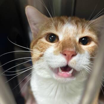 Ozzy -  Domestic Short Hair Cat for Adoption in Brookfield, Missouri - Ozzy | PetCurious
