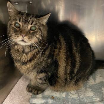 Rescue Domestic Long Hair Cats for Adoption in Roanoke, Virginia - Pickles | PetCurious