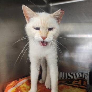 Siamese Cats Available for Adoption in Evensville, Tennessee - Honey | PetCurious