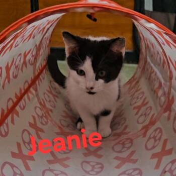 Domestic Short Hair Cats Available for Adoption - Jeanie | PetCurious
