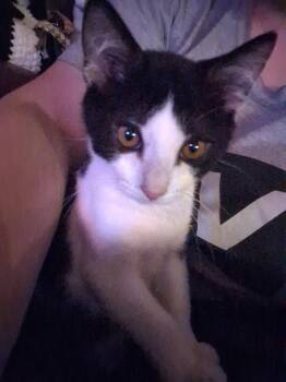 Alfredo -  Domestic Short Hair Cat for Adoption in Dublin, Ohio - Alfredo | PetCurious