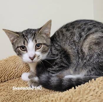 Rescue Domestic Short Hair Cats for Adoption in Mazon, Illinois - Shedaddle | PetCurious
