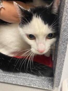 Domestic Short Hair Cats Available for Adoption in St. Cloud, Florida - WEDNESDAY | PetCurious