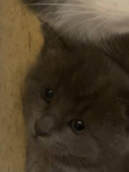 Domestic Medium Hair Cats Available for Adoption in Kent, Washington - MARINARA | PetCurious
