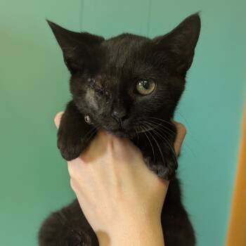 Rescue Domestic Short Hair Cats for Adoption in Johnstown, Pennsylvania - Nick Fury | PetCurious