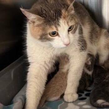 May -  Domestic Short Hair Cat for Adoption in Norman, Oklahoma - May | PetCurious