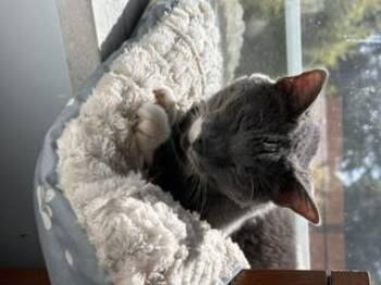Lilly Mae -  Domestic Short Hair Cat for Adoption in St. Petersburg, Florida - Lilly Mae | PetCurious