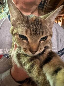 Rescue Domestic Short Hair Cats for Adoption in Plattsburgh, New York - Regina | PetCurious