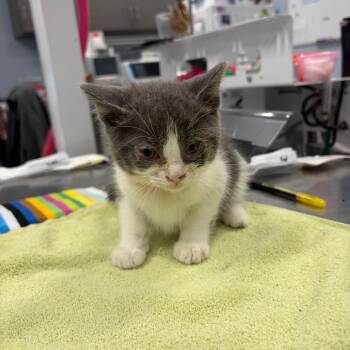 Lieutenant -  American Shorthair Cat for Adoption in Milton, Florida - Lieutenant | PetCurious