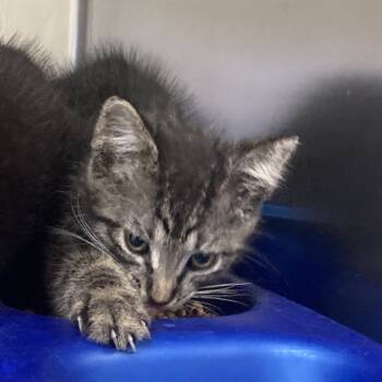 Rescue Domestic Short Hair Cats for Adoption in Galveston, Texas - Rikki | PetCurious