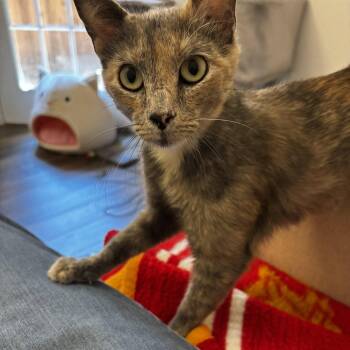 Tortoiseshell and Domestic Short Hair Cats Available for Adoption in Frisco, Texas - Merley | PetCurious