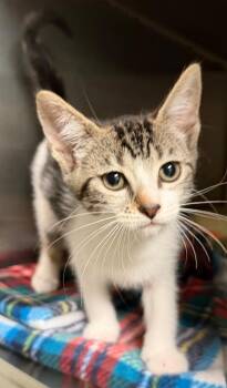 Dior (Petsense) -  Domestic Short Hair Cat for Adoption in Ocala, Florida - Dior (Petsense) | PetCurious