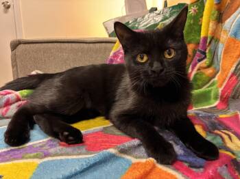 Destiny -  Bombay Cat for Adoption in Medford, Massachusetts - Destiny | PetCurious