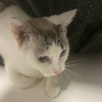 Elsa -  Domestic Short Hair and Domestic Long Hair Cat for Adoption in Winston-salem, North Carolina - Elsa | PetCurious