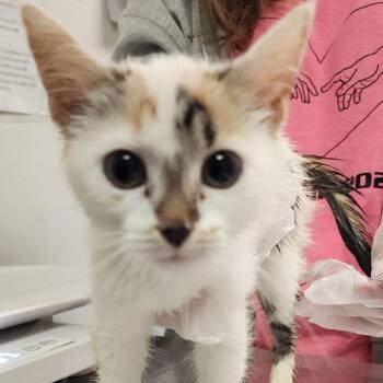 Tete -  Domestic Short Hair Cat for Adoption in Charleston, West Virginia - Tete | PetCurious