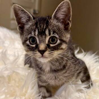 Rescue Domestic Short Hair Cats for Adoption in Sherwood Park, Alberta - Pippin | PetCurious
