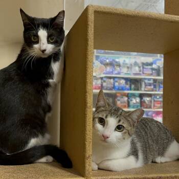 Domestic Short Hair Cats Available for Adoption in Panama City, Florida - Lorna | PetCurious