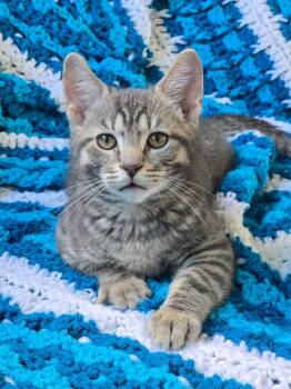 Rescue Domestic Short Hair Cats for Adoption in Martensdale, Iowa - Lex | PetCurious