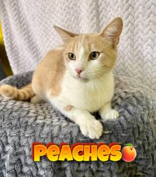 Domestic Short Hair Cats Available for Adoption in Boerne, Texas - Peaches | PetCurious