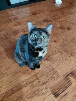 Mysti -  Tortoiseshell and Domestic Short Hair Cat Available for Adoption in Fort Myers, Florida - Mysti | PetCurious