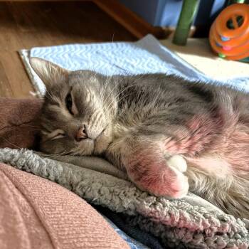 Mr. Buttons -  Domestic Short Hair Cat Available for Adoption in Michigan City, Indiana - Mr. Buttons | PetCurious