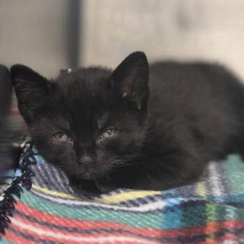 Clarinet -  Domestic Short Hair Cat for Adoption - Clarinet | PetCurious
